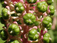 Phytolacca japonica