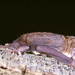 Dwarf Free-tailed Bat - Photo (c) Jakob Fahr, some rights reserved (CC BY-NC), uploaded by Jakob Fahr