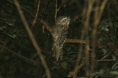 Podargus ocellatus