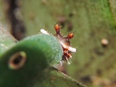 Dynastor darius stygianus