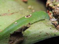 Dynastor darius stygianus