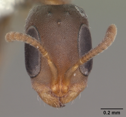 Mangrove Twig Ant