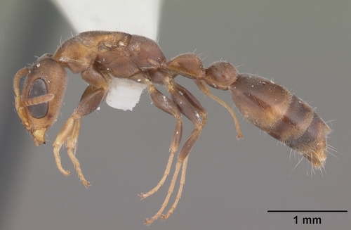 Mangrove Twig Ant photo 2