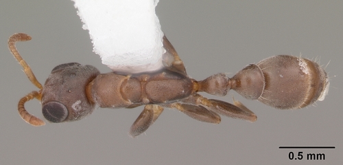 Mangrove Twig Ant photo 4