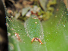 Dynastor darius stygianus