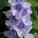 Common Water Hyacinth - Photo (c) 葉子, some rights reserved (CC BY-NC), uploaded by 葉子