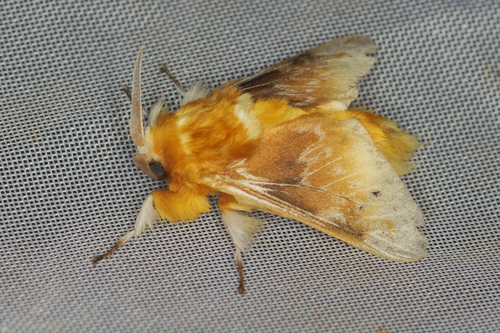 Megalopyge megalopygae