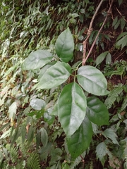 Tetrastigma hemsleyanum