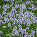 Pontederia crassipes - Photo (c) 葉子, μερικά δικαιώματα διατηρούνται (CC BY-NC), uploaded by 葉子