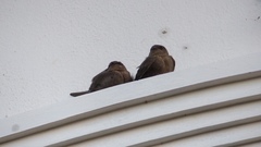 Ptyonoprogne concolor