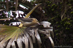 Campylorhynchus turdinus