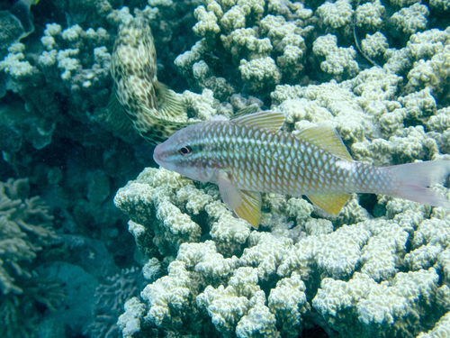 Whitesaddle goatfish