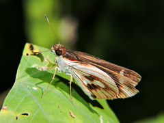 Vettius fantasos
