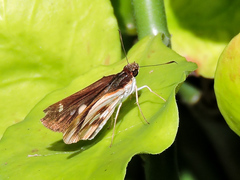 Vettius fantasos