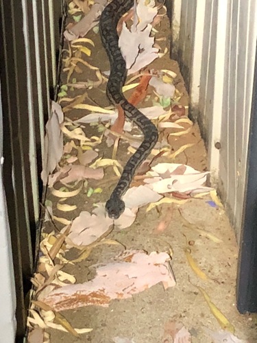 Carpet Python sighting