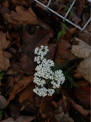 Achillea millefolium