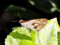 Vettius fantasos