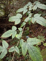 Rubus trianthus