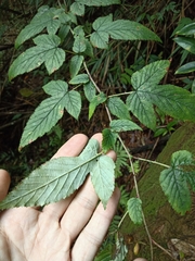 Rubus trianthus