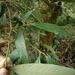 Lithocarpus amygdalifolius - Photo (c) haha84123,  זכויות יוצרים חלקיות (CC BY-NC), הועלה על ידי haha84123