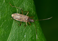 Ozophora salsaverdeae