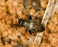 Spanagonicus albofasciatus