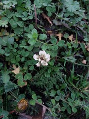 Trifolium repens