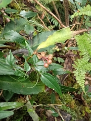 Tripterospermum luzonense