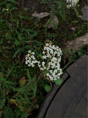Achillea millefolium