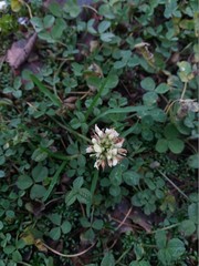 Trifolium repens