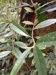 Hydrangea viburnoides