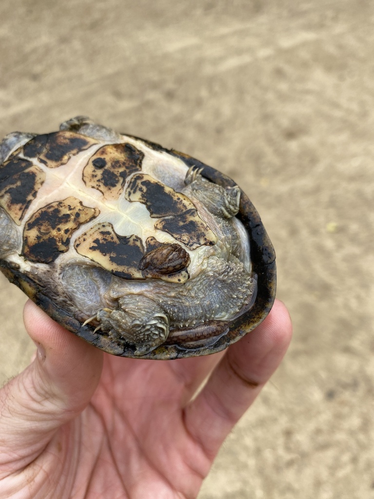 Smooth Turtle Leech in May 2023 by Grover J. Brown · iNaturalist