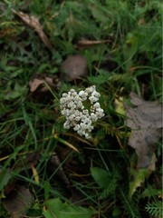 Achillea millefolium