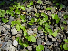 Hydrocotyle leucocephala