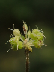 Hydrocotyle leucocephala