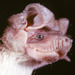 Mongalla Free-tailed Bat - Photo (c) Jakob Fahr, some rights reserved (CC BY-NC), uploaded by Jakob Fahr