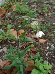 Silene latifolia