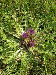 Cirsium acaule esculentum