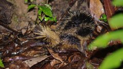 Hemicentetes semispinosus