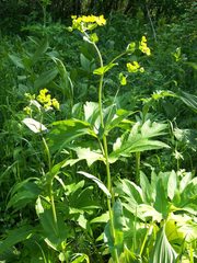 Bupleurum aureum