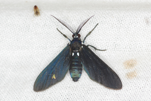 Psoloptera leucosticta