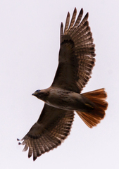 Buteo jamaicensis