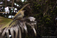 Campylorhynchus turdinus