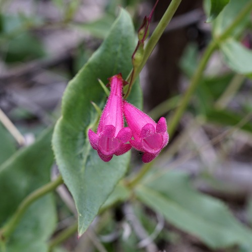 Image of Penstemon pseudospectabilis by (c) Andrew Tree, some rights reserved (CC BY)