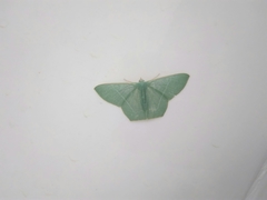 Pelagodes antiquadraria