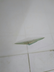 Pelagodes antiquadraria