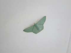 Pelagodes antiquadraria