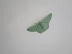 Pelagodes antiquadraria