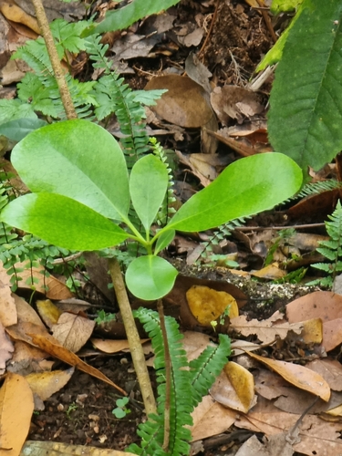 Image of Pittosporum coriaceum by (c) Vítor Jorge, some rights reserved (CC BY)