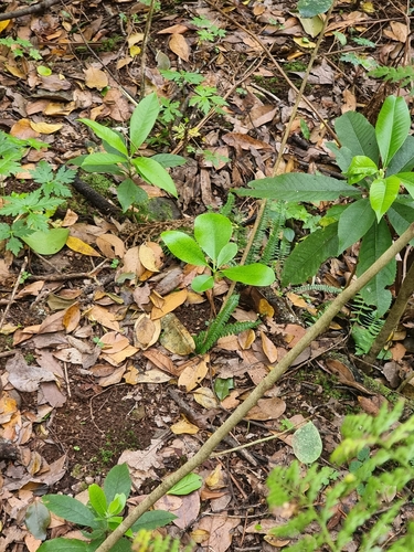 Image of Pittosporum coriaceum by (c) Vítor Jorge, some rights reserved (CC BY)